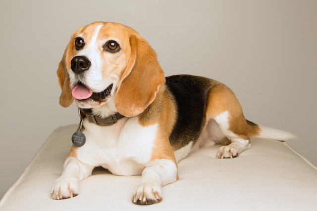 Basil the Beagle, a funeral therapy dog