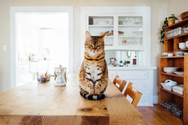 A cat who has been left an estate in a will