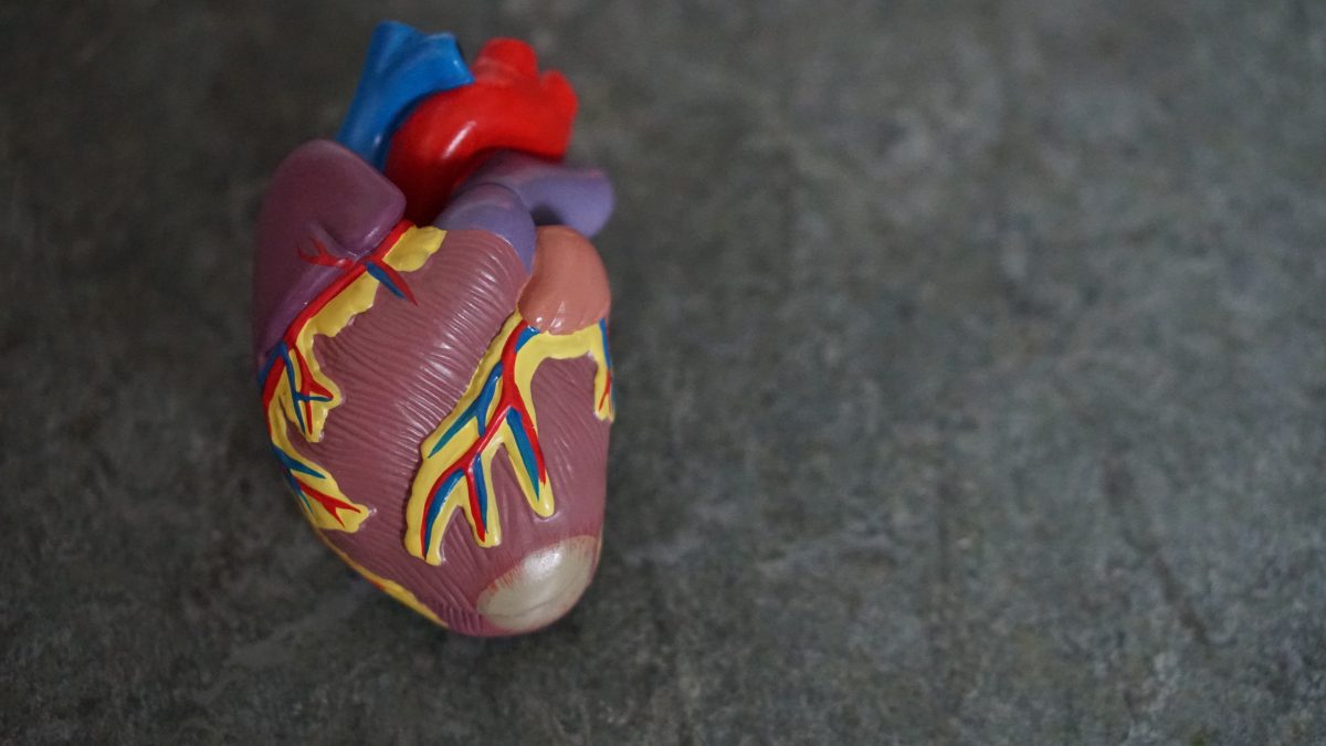 What happens to your body when you die - human heart