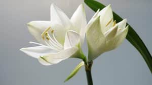 Funeral lillies