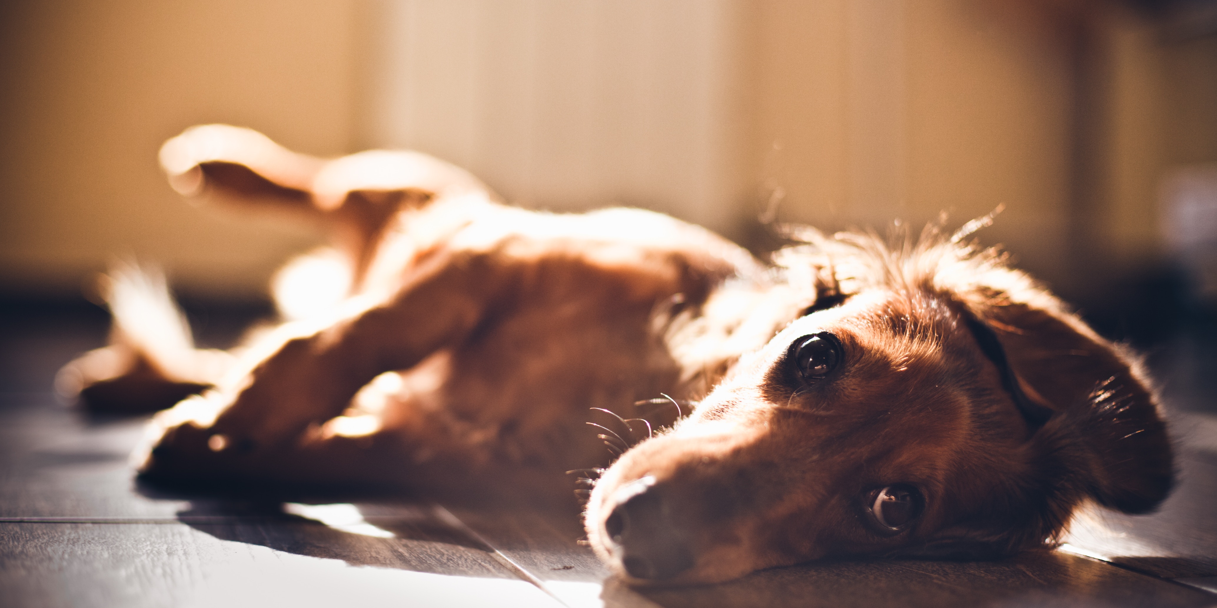 What happens to pets when their owners die?