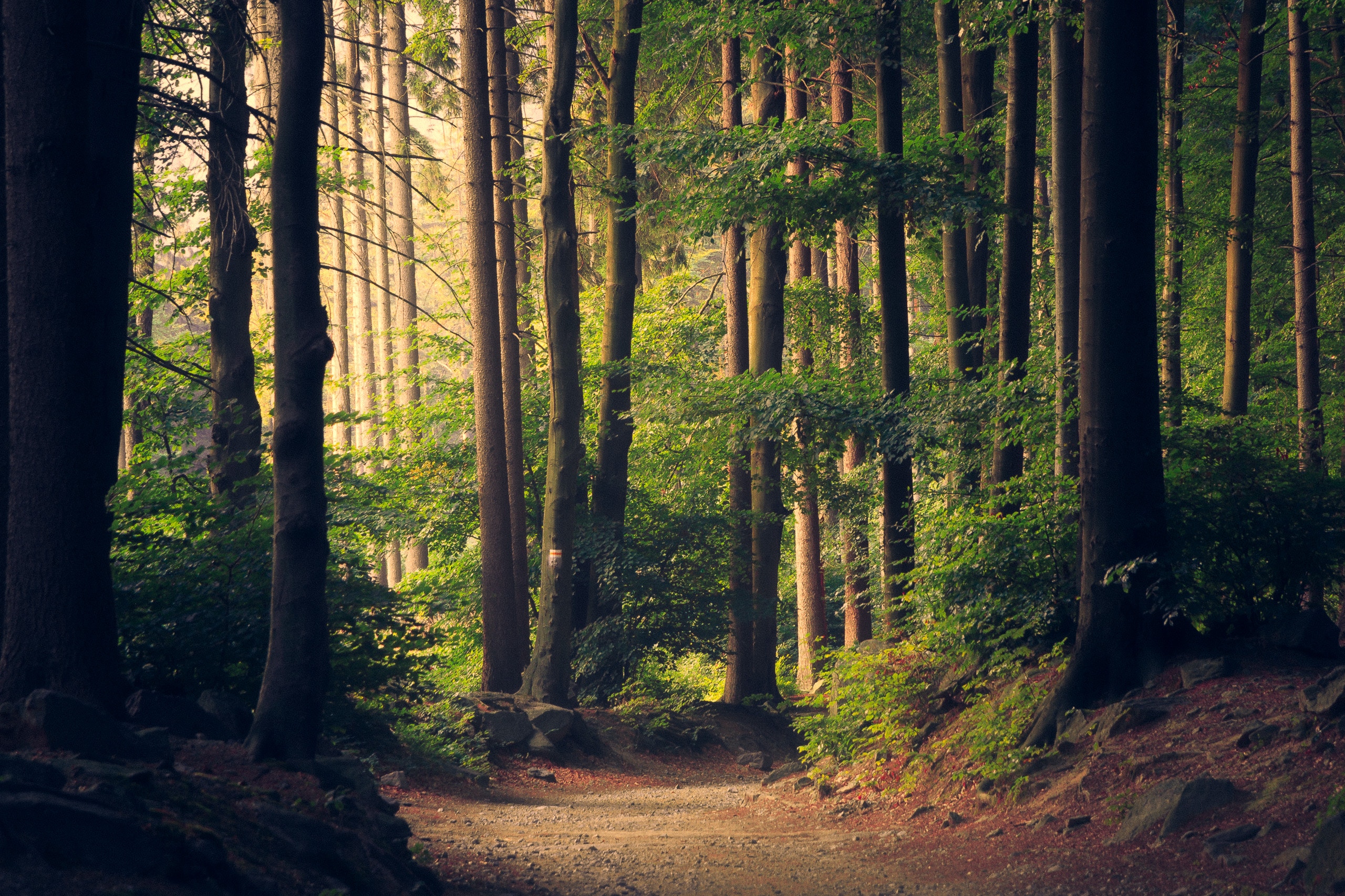 Woodland burial ground